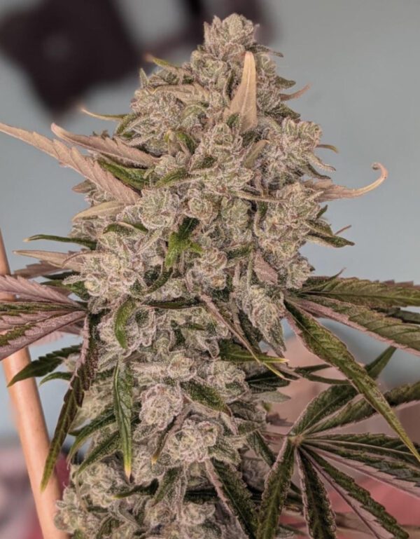 Freak Genetics Pure Michigan F4 5 Regular Seeds - Image 3