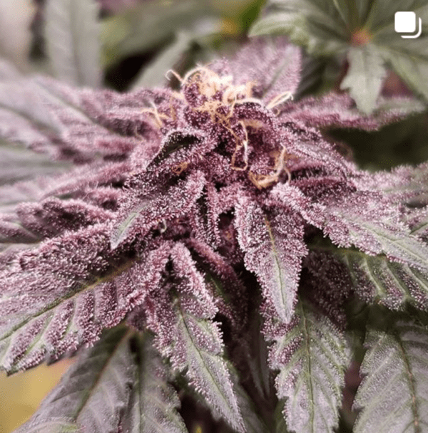 Rick's Pupil Bx 13 Regular Seeds - Image 6