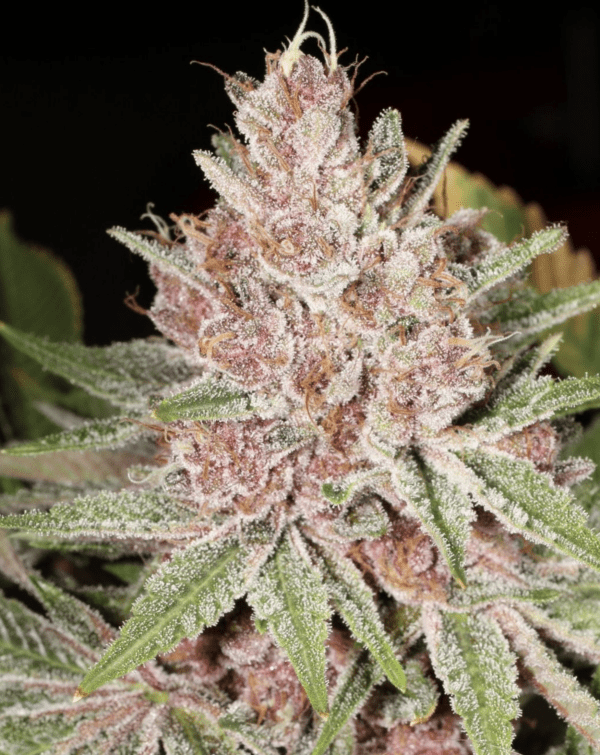 Rick's Pupil Bx 13 Regular Seeds - Image 4