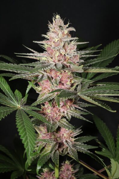Rick's Pupil Bx 13 Regular Seeds