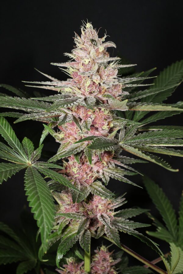 Rick's Pupil Bx 13 Regular Seeds