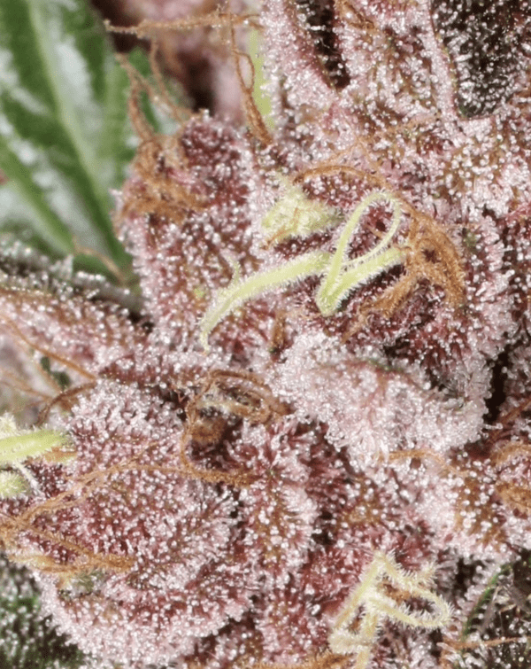 Rick's Pupil Bx 13 Regular Seeds - Image 5