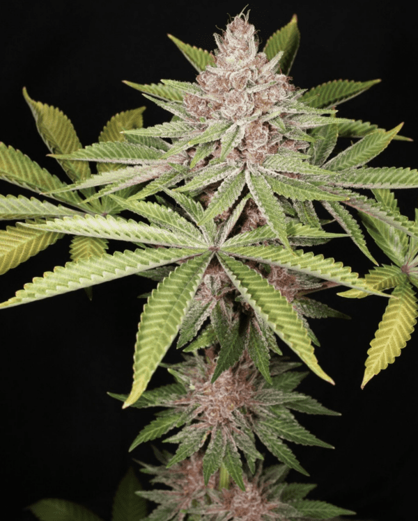 Rick's Pupil Bx 13 Regular Seeds - Image 2