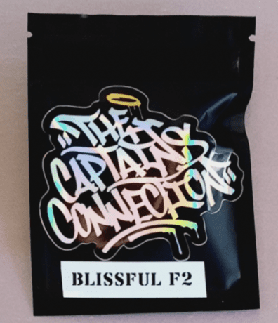 The Captain's Connection Blissful Wizard F2 10 Regular Seeds