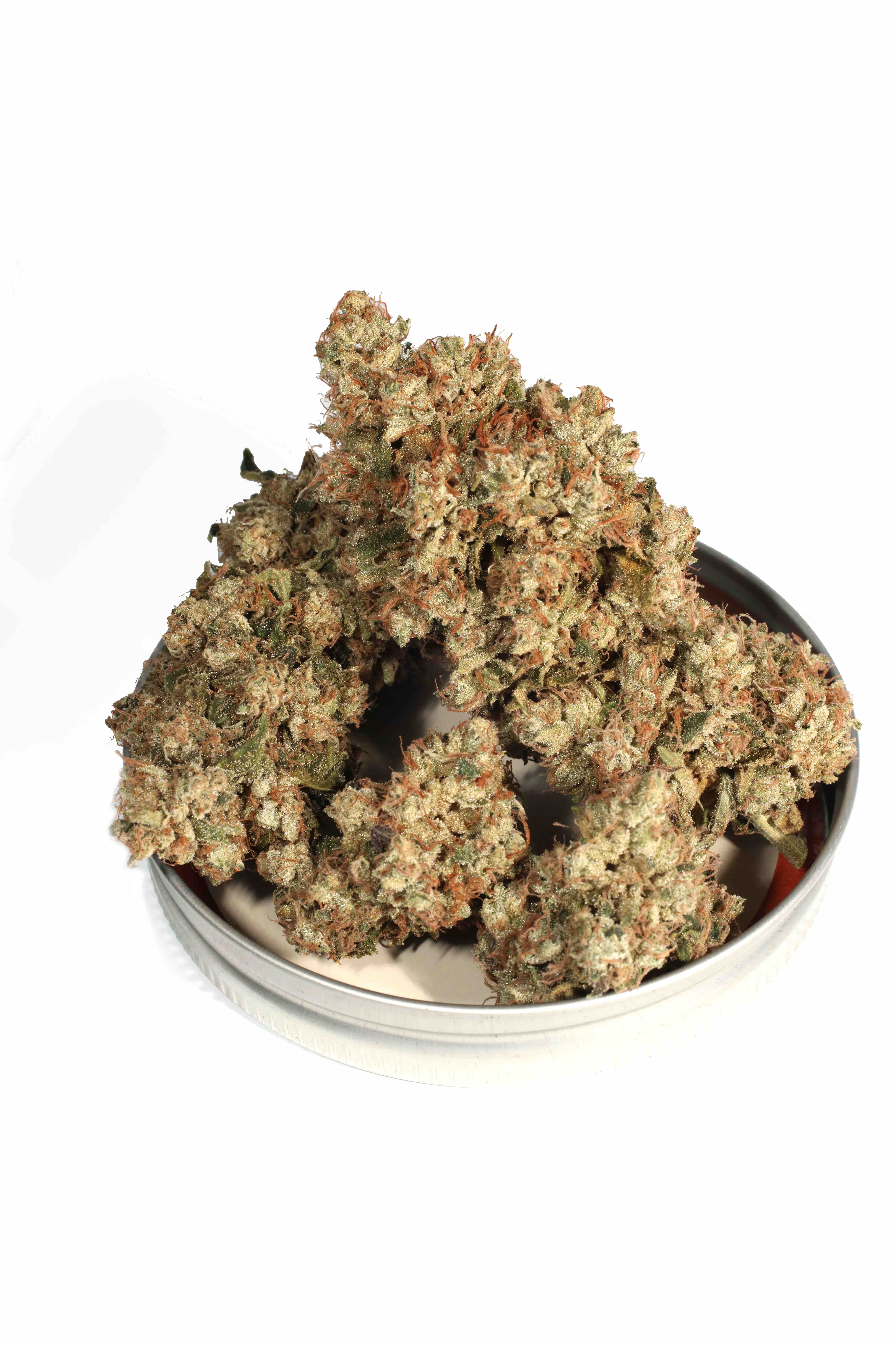 Triangle Kush Bx2 13 Regular Seeds - Image 16