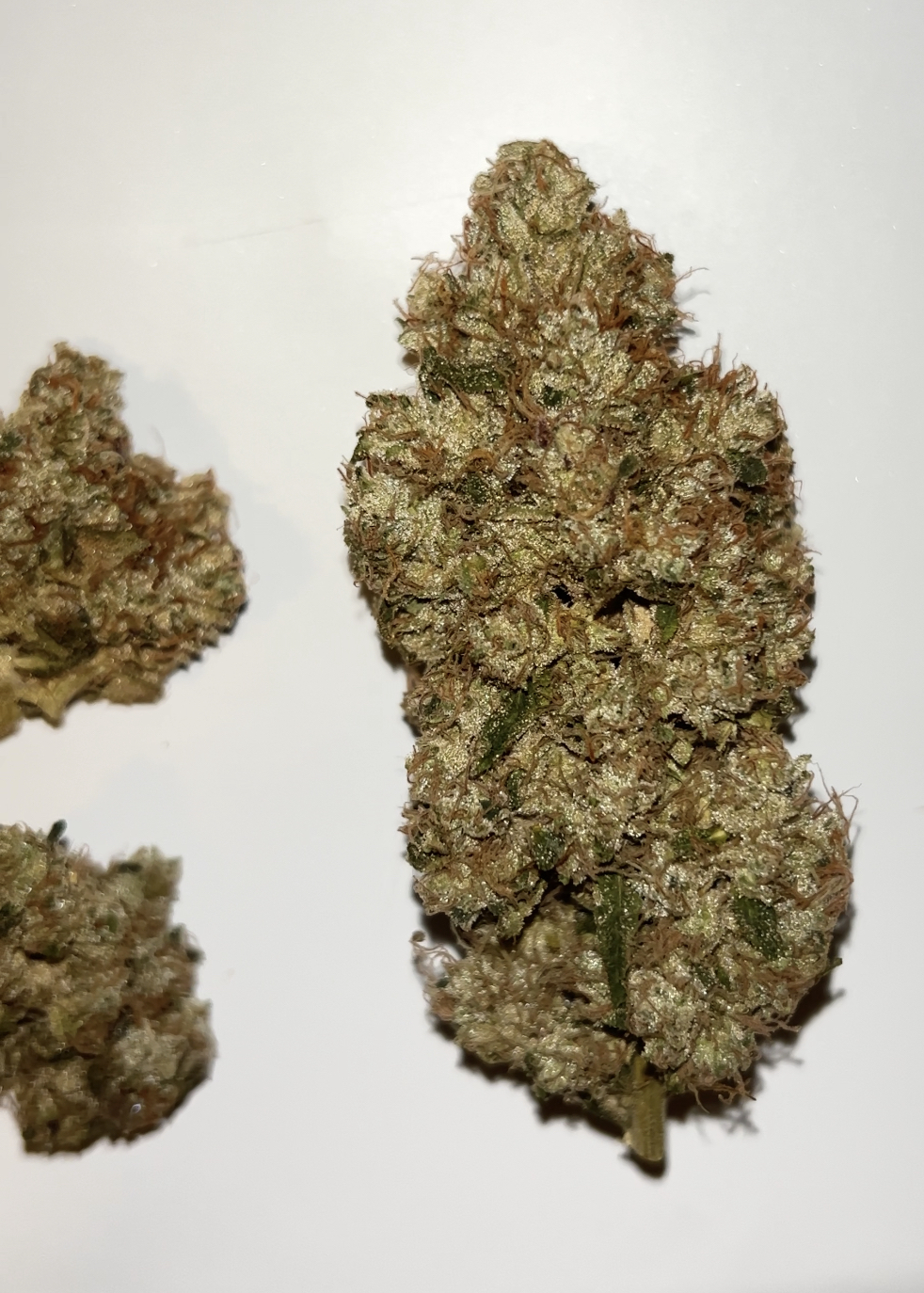 Triangle Kush Bx2 13 Regular Seeds - Image 17