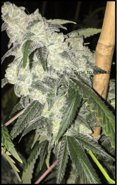 Wicked Bubblegum v1 F5 7 Regular Seeds