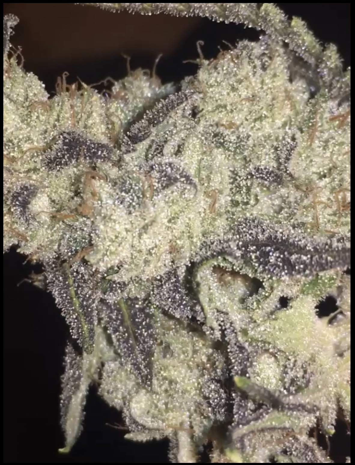 Wicked Bubblegum v2 F5 7 Regular Seeds - Image 5
