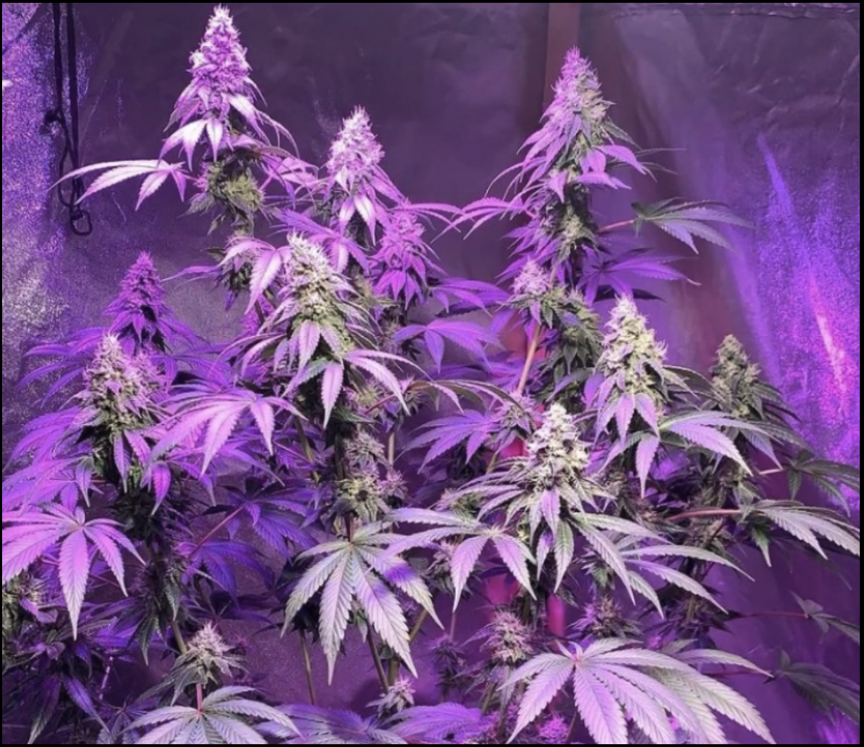 Wicked Bubblegum v2 F5 7 Regular Seeds - Image 2