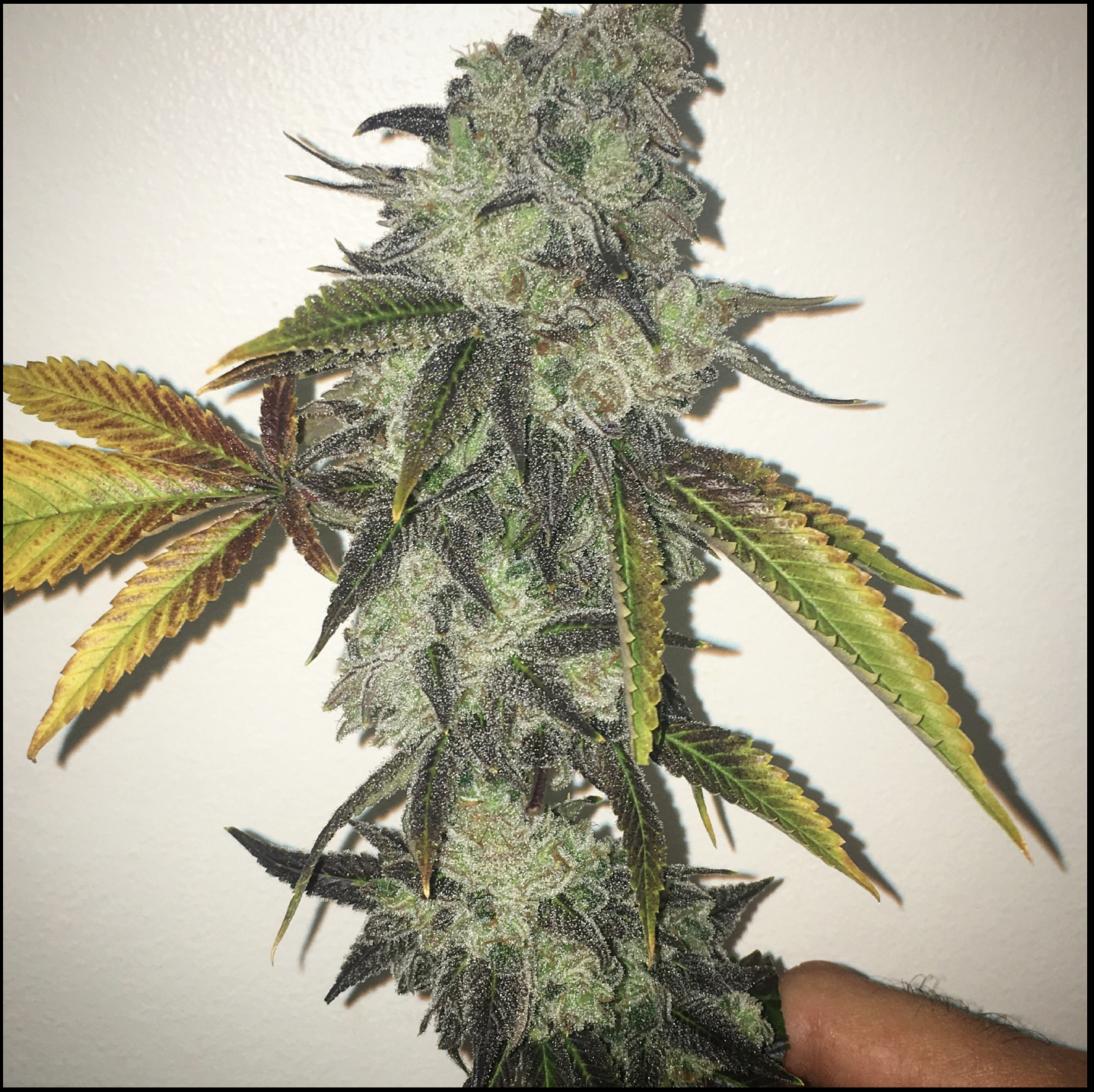 Wicked Bubblegum v2 F5 7 Regular Seeds