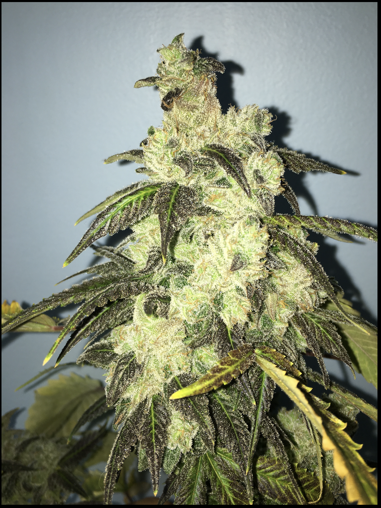 Wicked Bubblegum v2 F5 7 Regular Seeds - Image 3