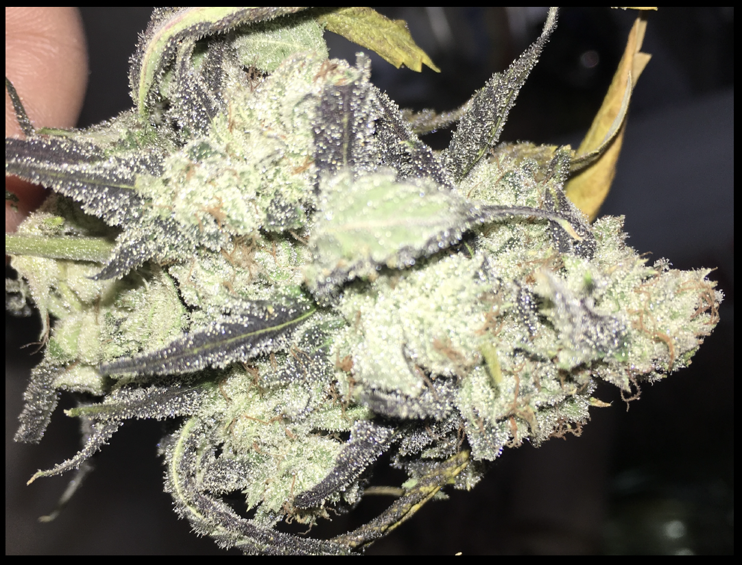 Wicked Bubblegum v2 F5 7 Regular Seeds - Image 4