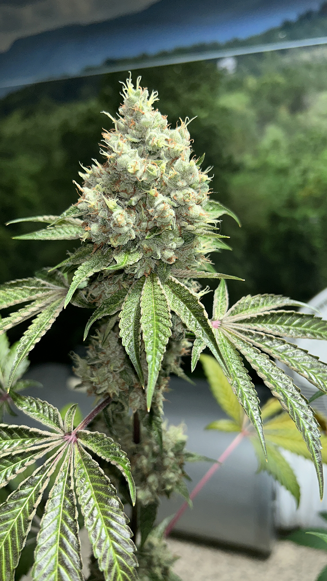 Triangle Kush Bx2 13 Regular Seeds - Image 4