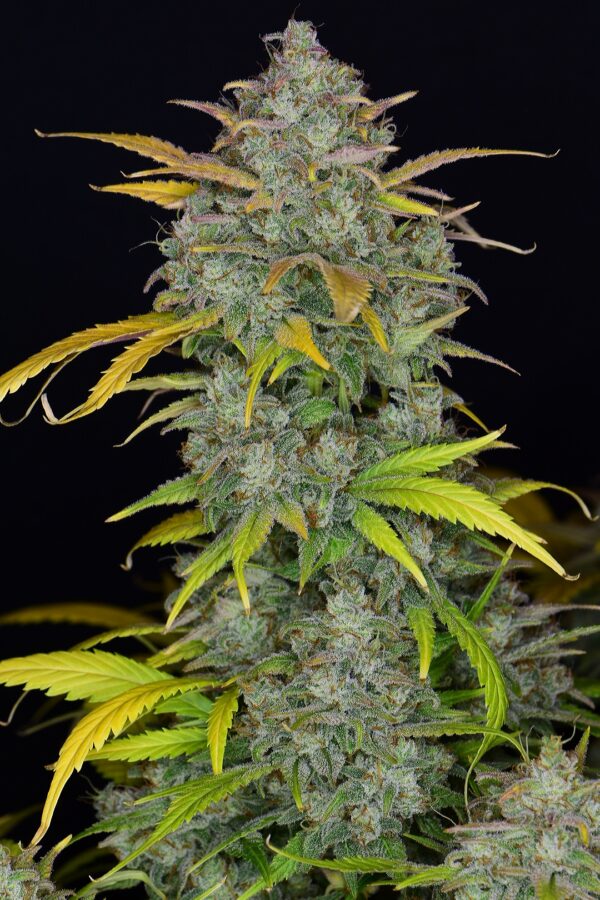 Gelato Auto 3 Feminized Autoflower Seeds - Image 10