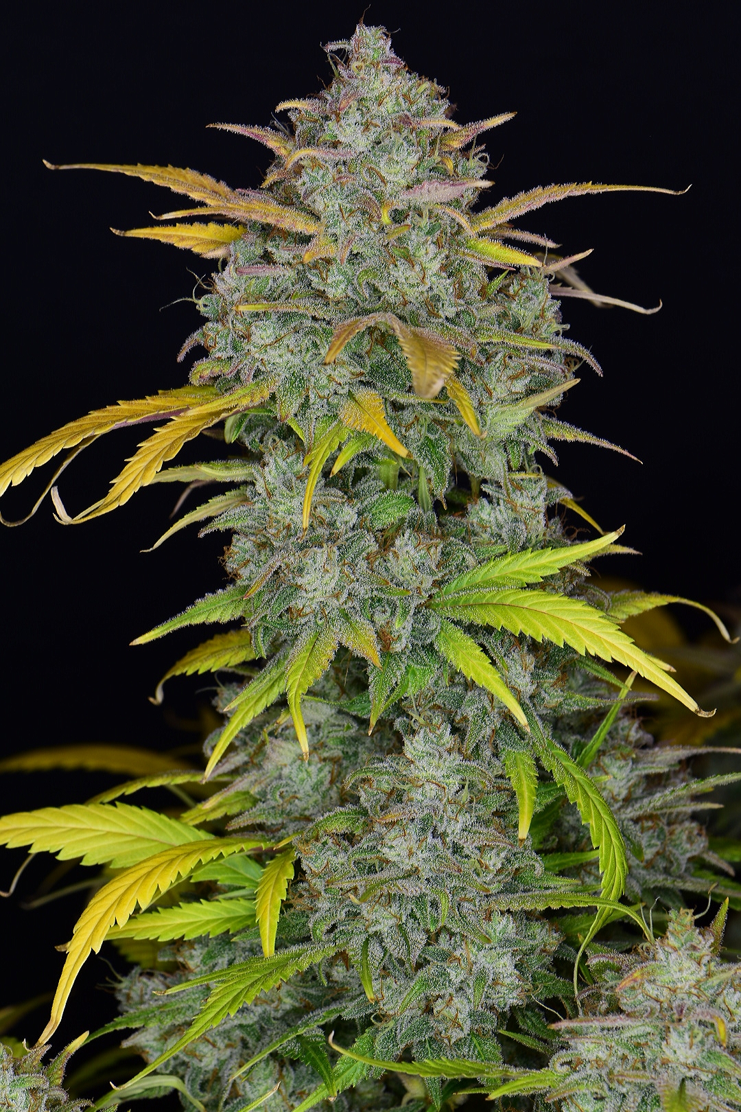 Gelato Auto 3 Feminized Autoflower Seeds - Image 10