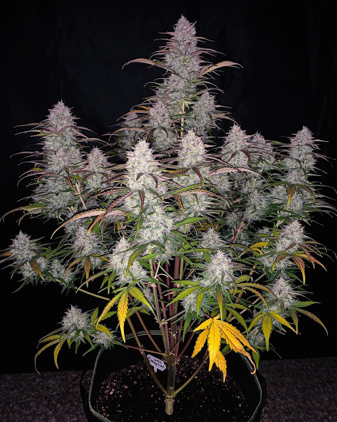 Green Crack Auto 3 Feminized Autoflower Seeds - Image 3