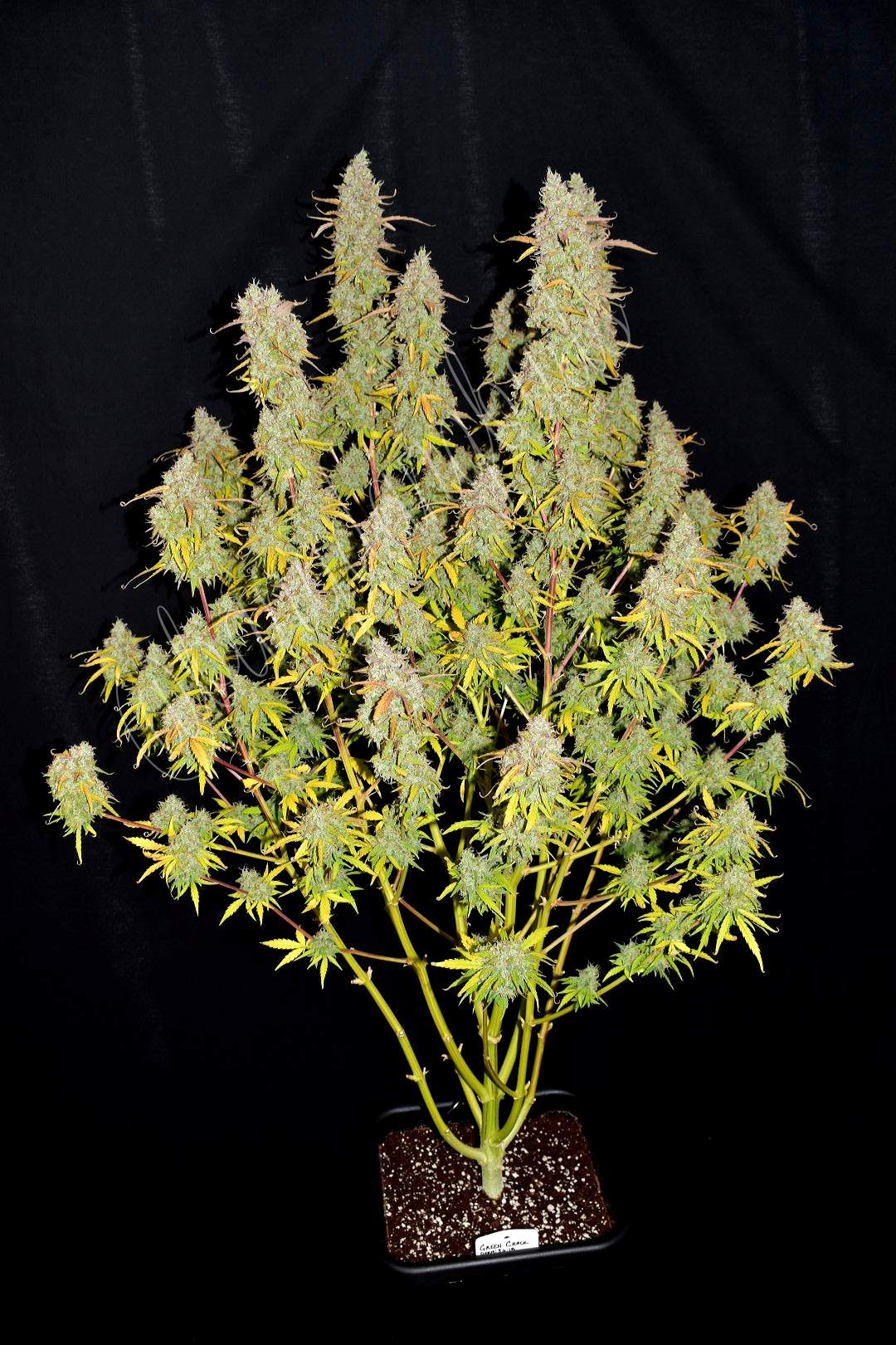 Green Crack Auto 3 Feminized Autoflower Seeds - Image 4