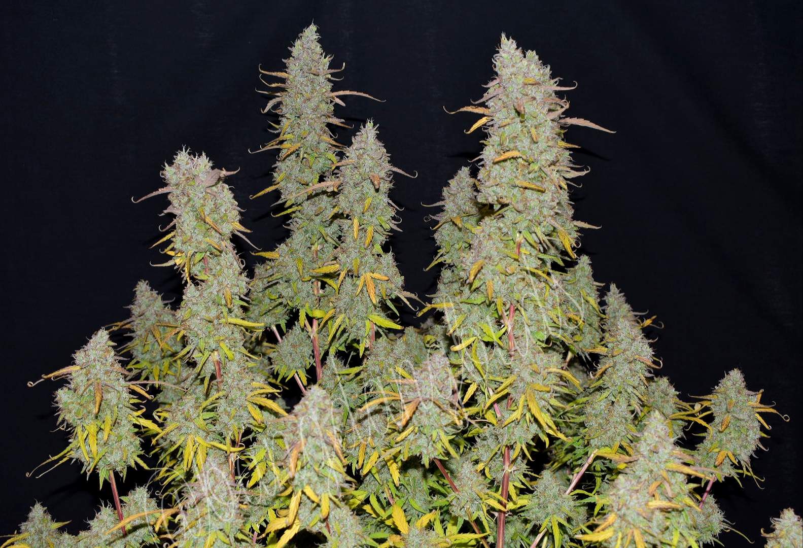 Green Crack Auto 3 Feminized Autoflower Seeds - Image 2