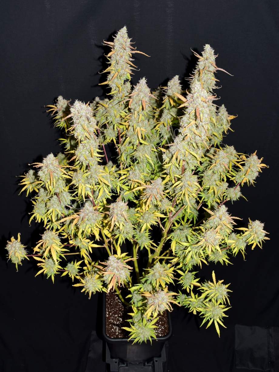 Green Crack Auto 3 Feminized Autoflower Seeds - Image 5