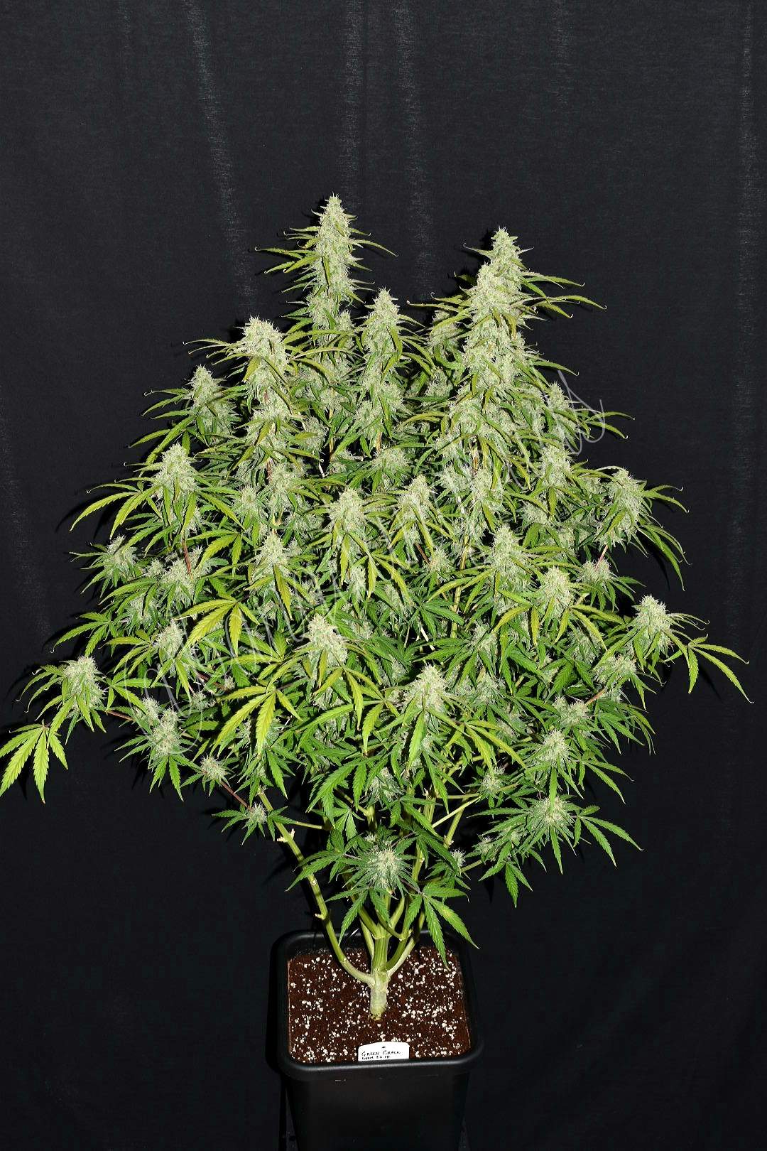 Green Crack Auto 3 Feminized Autoflower Seeds - Image 6