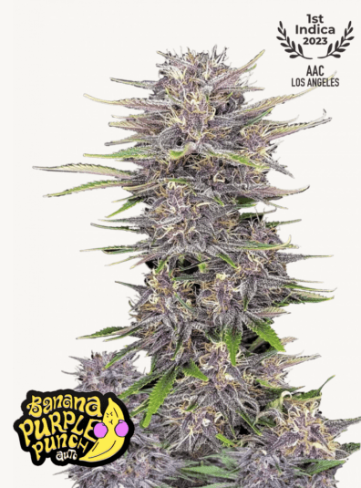 Banana Purple Punch Auto 3 Feminized Autoflower Seeds