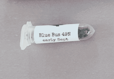 Swami Organic Seed Blue Bus IBL 12 Regular Seeds