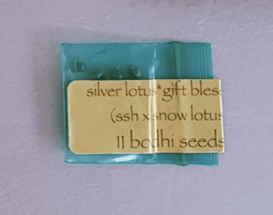 Bodhi Seeds Silver Lotus 11 Regular Seeds