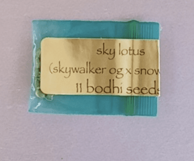 Bodhi Seeds Sky Lotus 11 Regular Seeds