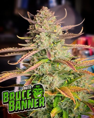 Bruce Banner Auto 3 Feminized Autoflower Seeds