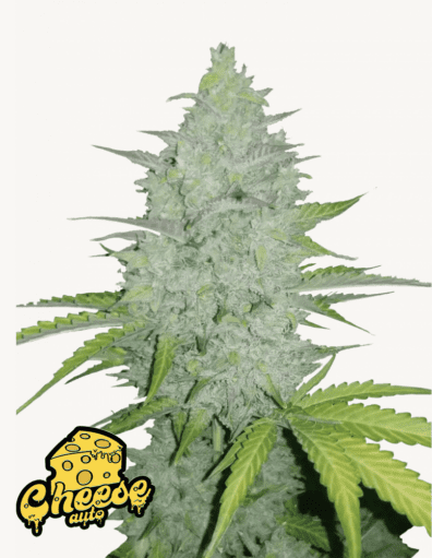 Cheese Auto 3 Feminized Autoflower Seeds