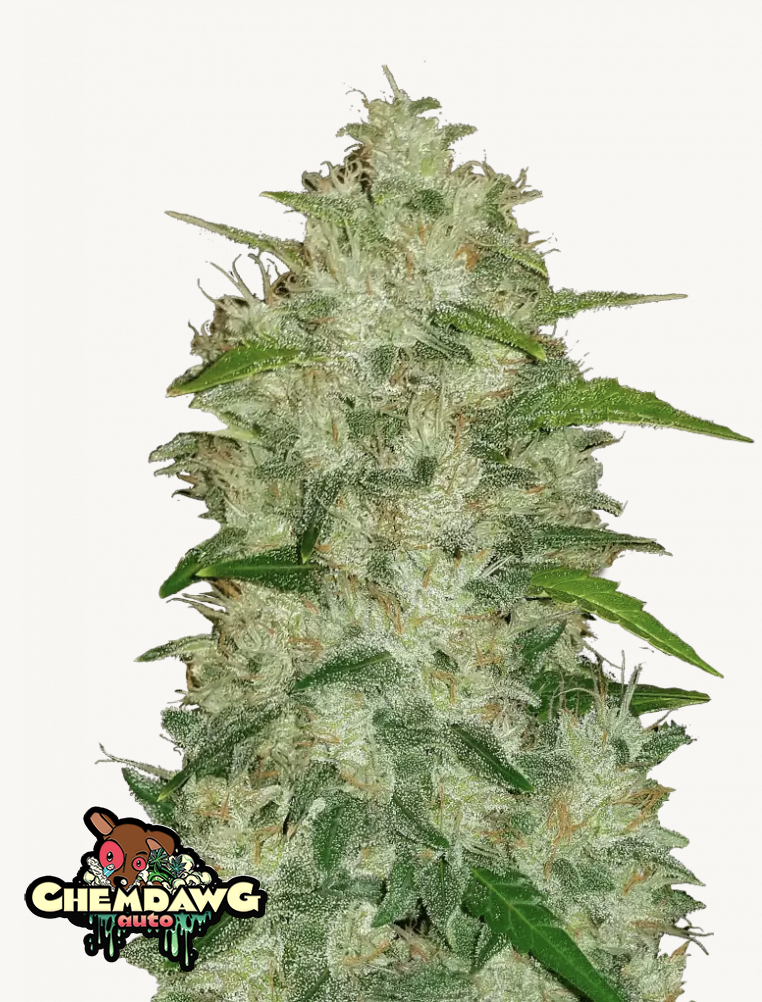 Chemdawg Auto 3 Feminized Autoflower Seeds