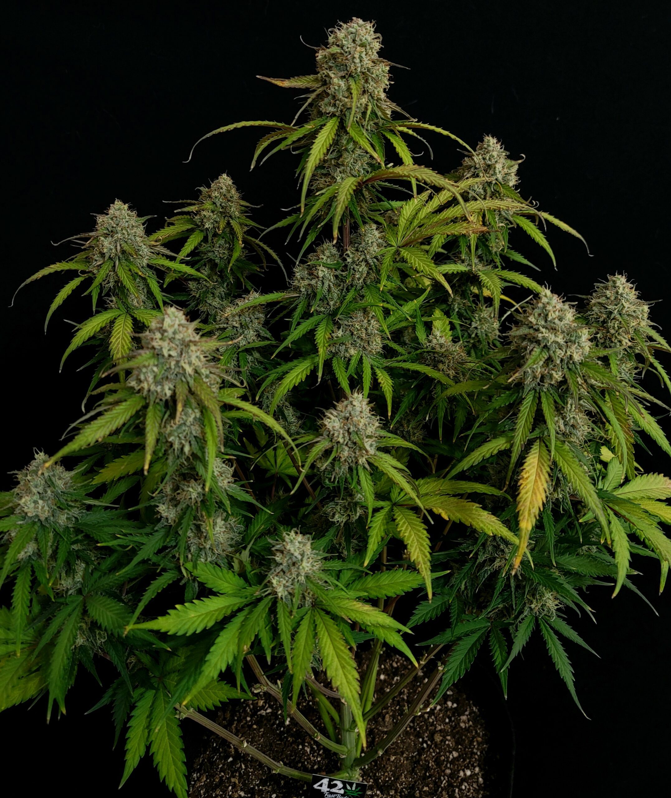 Chemdawg Auto 3 Feminized Autoflower Seeds - Image 2