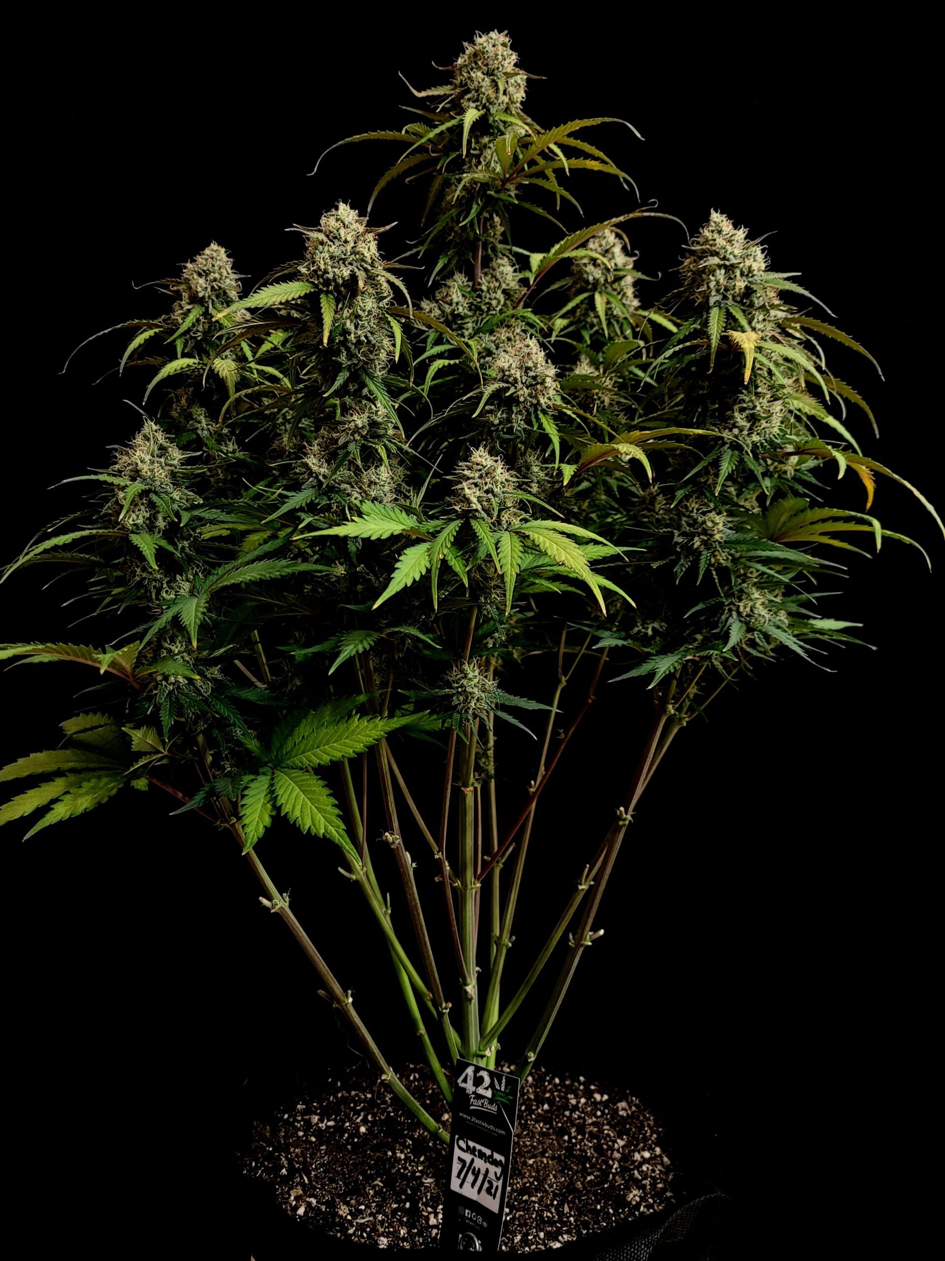 Chemdawg Auto 3 Feminized Autoflower Seeds - Image 6