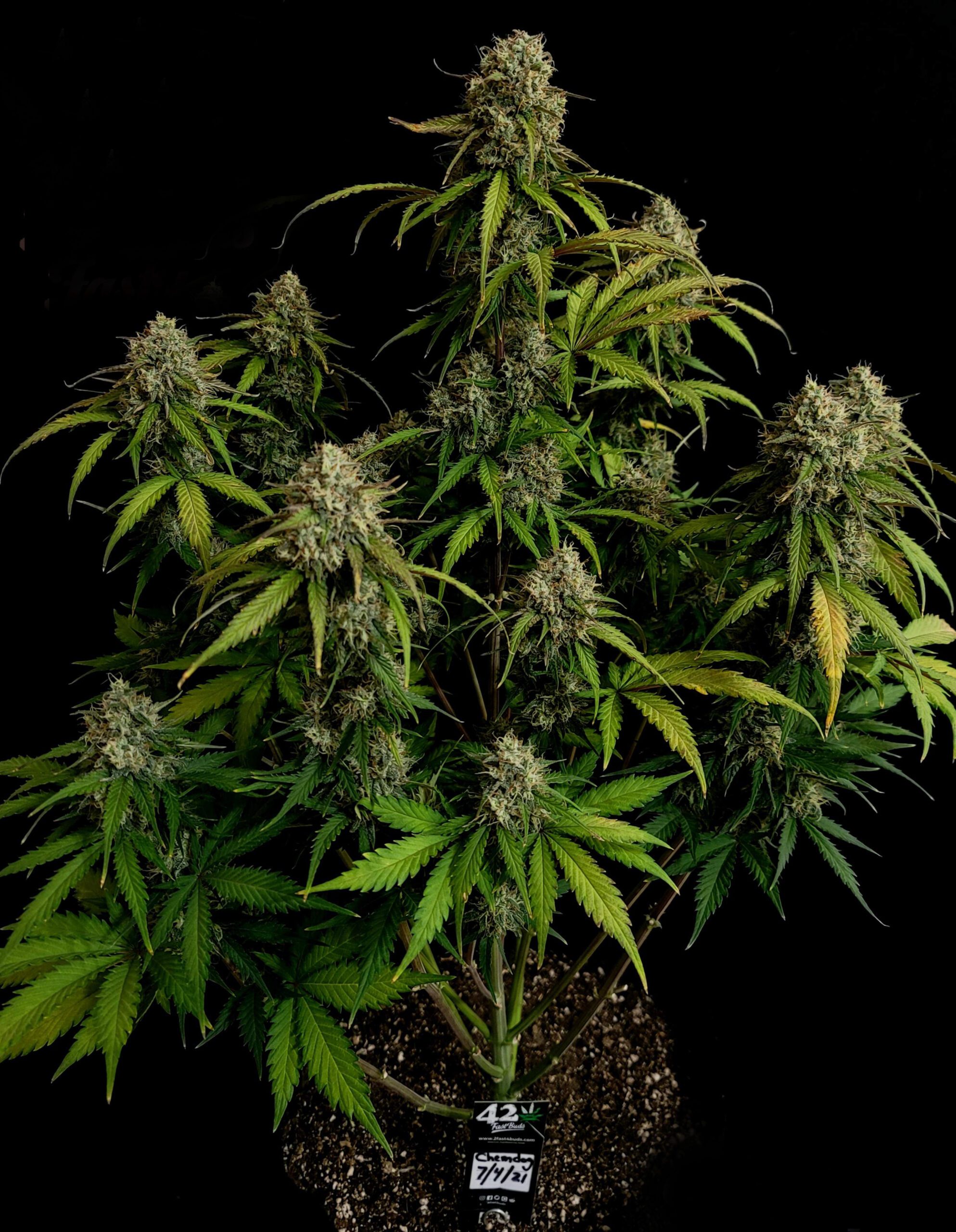 Chemdawg Auto 3 Feminized Autoflower Seeds - Image 3