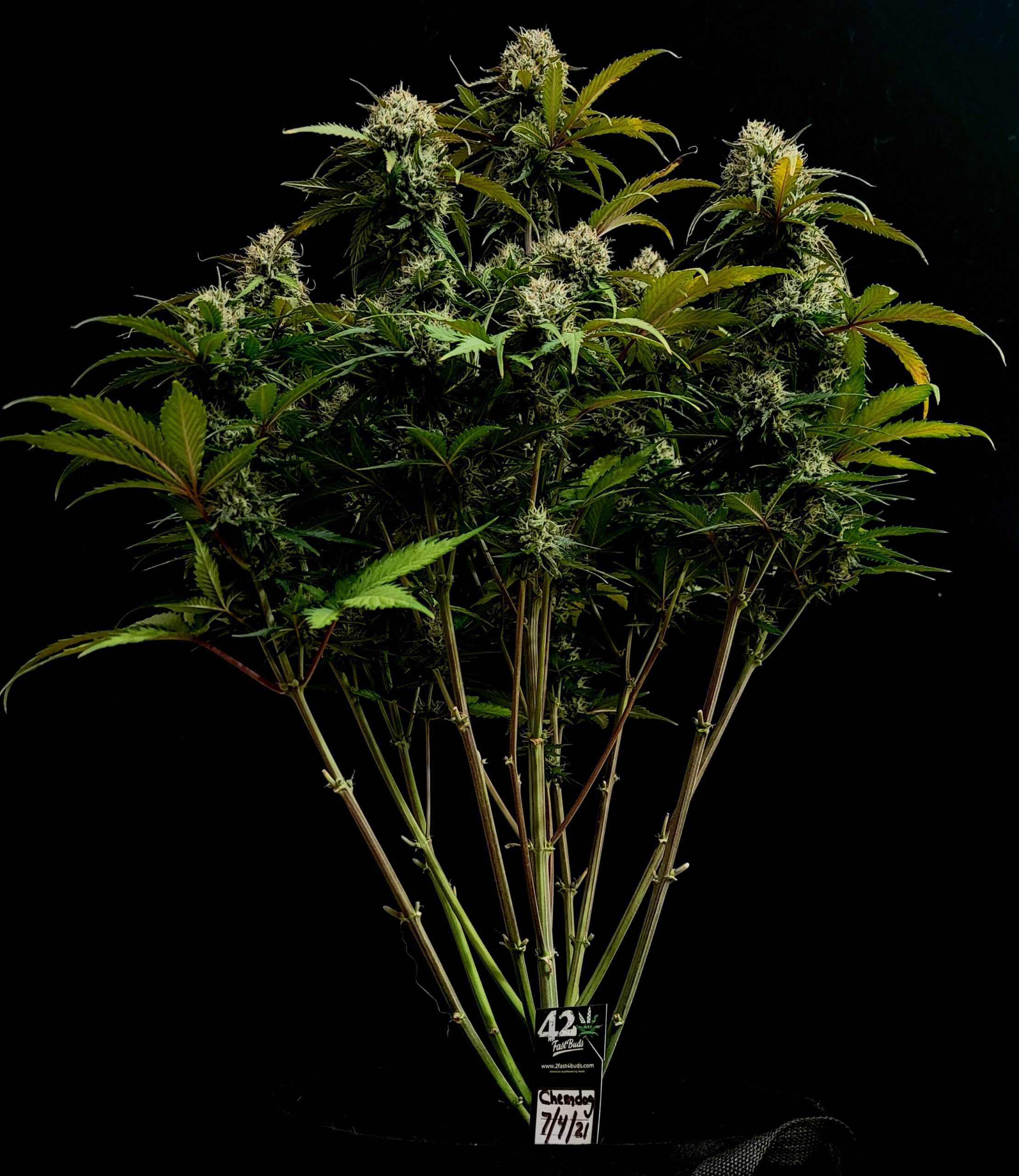 Chemdawg Auto 3 Feminized Autoflower Seeds - Image 5
