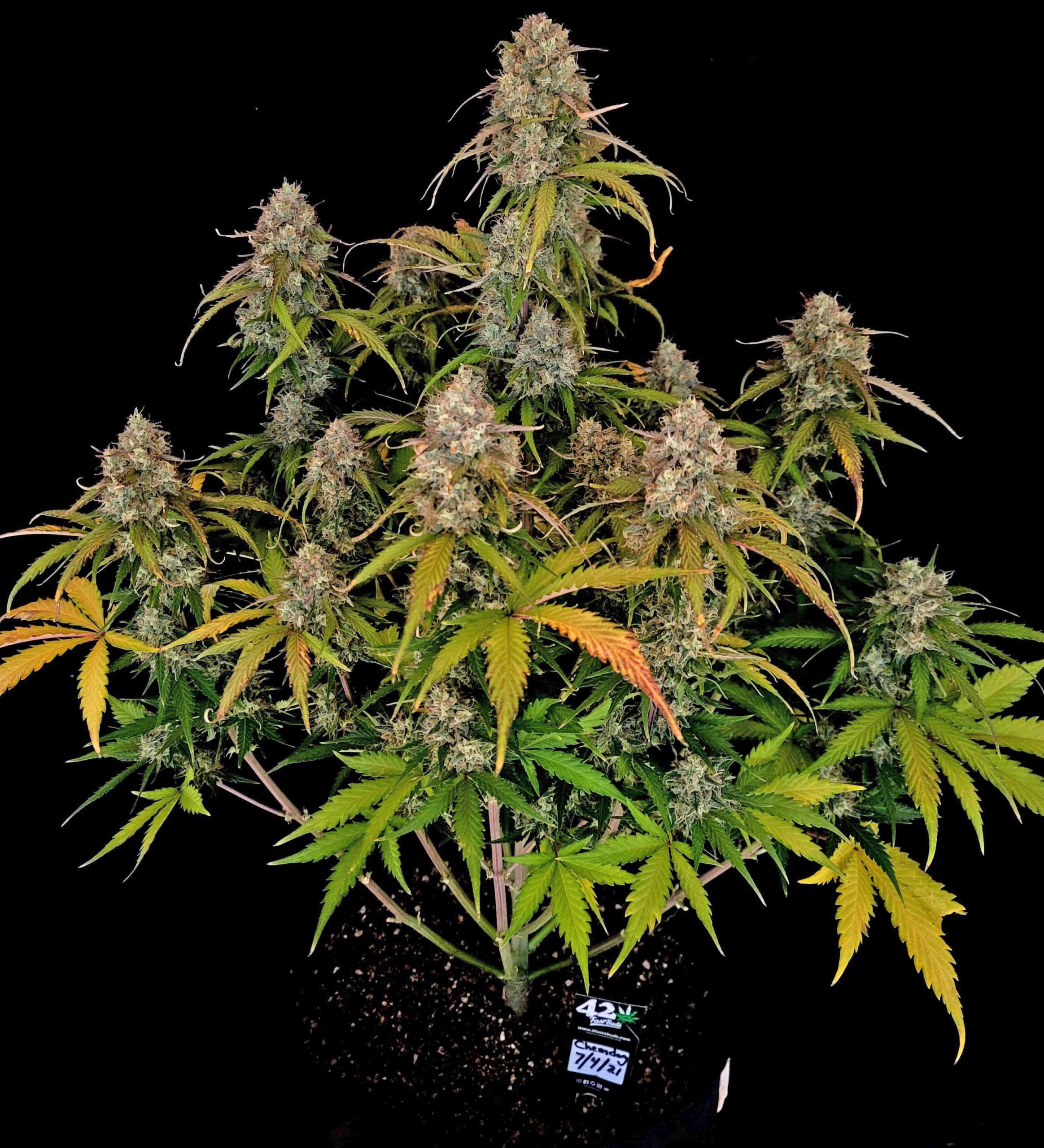 Chemdawg Auto 3 Feminized Autoflower Seeds - Image 4