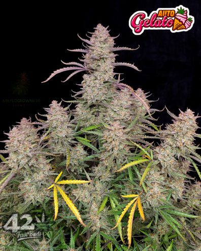Gelato Auto 3 Feminized Autoflower Seeds