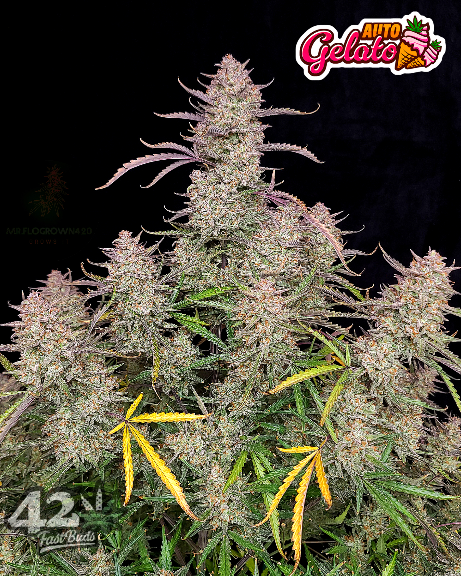 Gelato Auto 3 Feminized Autoflower Seeds