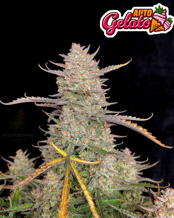 Gelato Auto 3 Feminized Autoflower Seeds - Image 2
