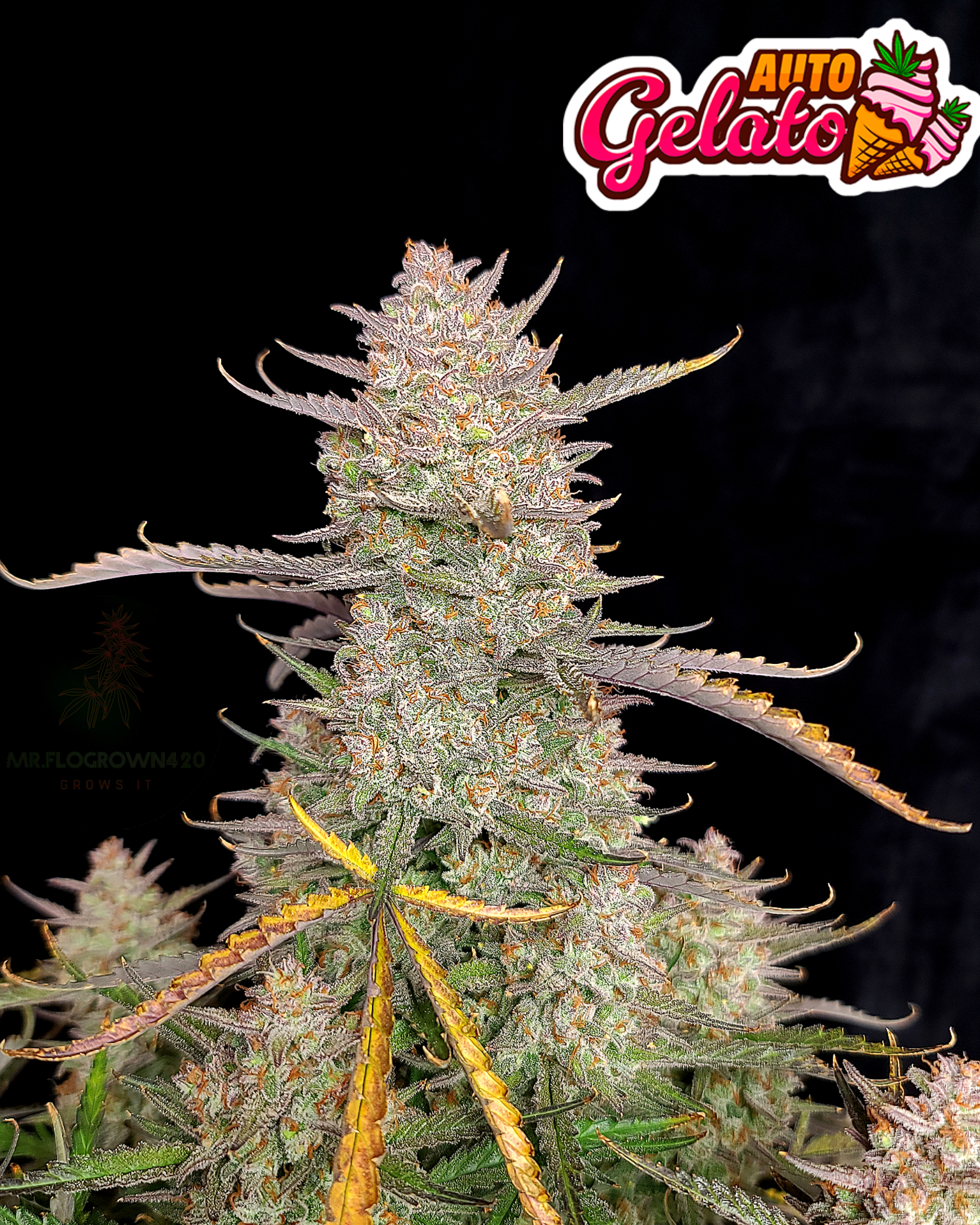 Gelato Auto 3 Feminized Autoflower Seeds - Image 2