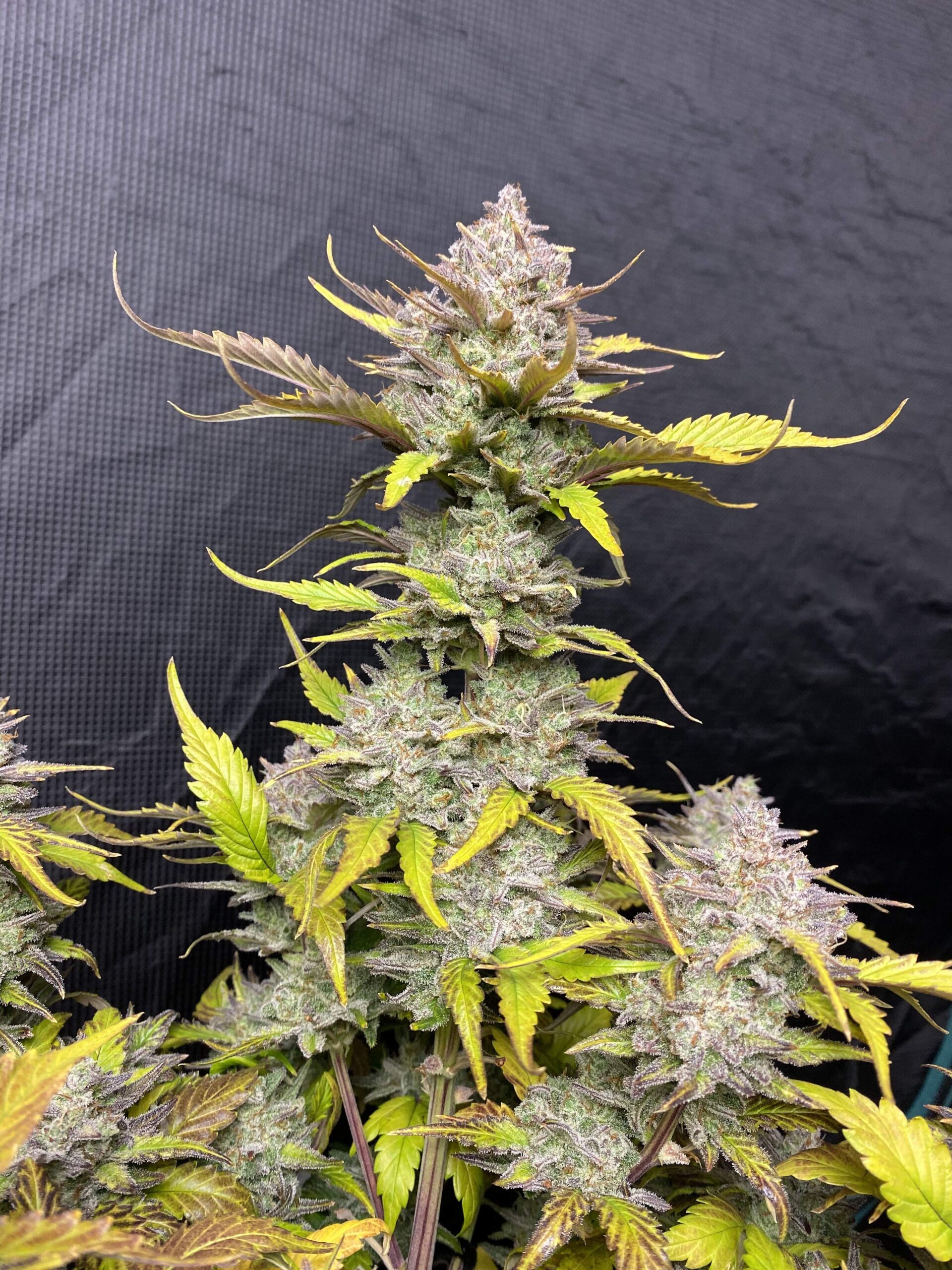 Gelato Auto 3 Feminized Autoflower Seeds - Image 7