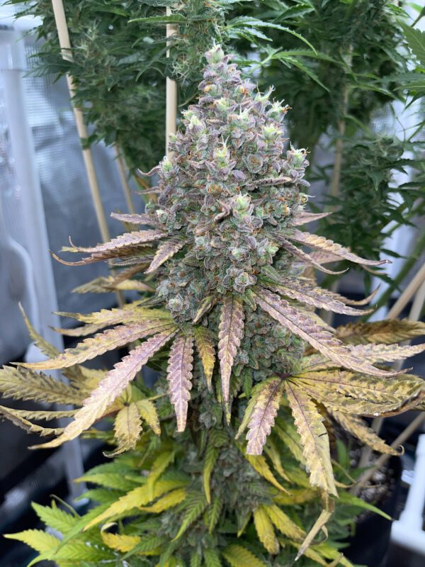 Gelato Auto 3 Feminized Autoflower Seeds - Image 8