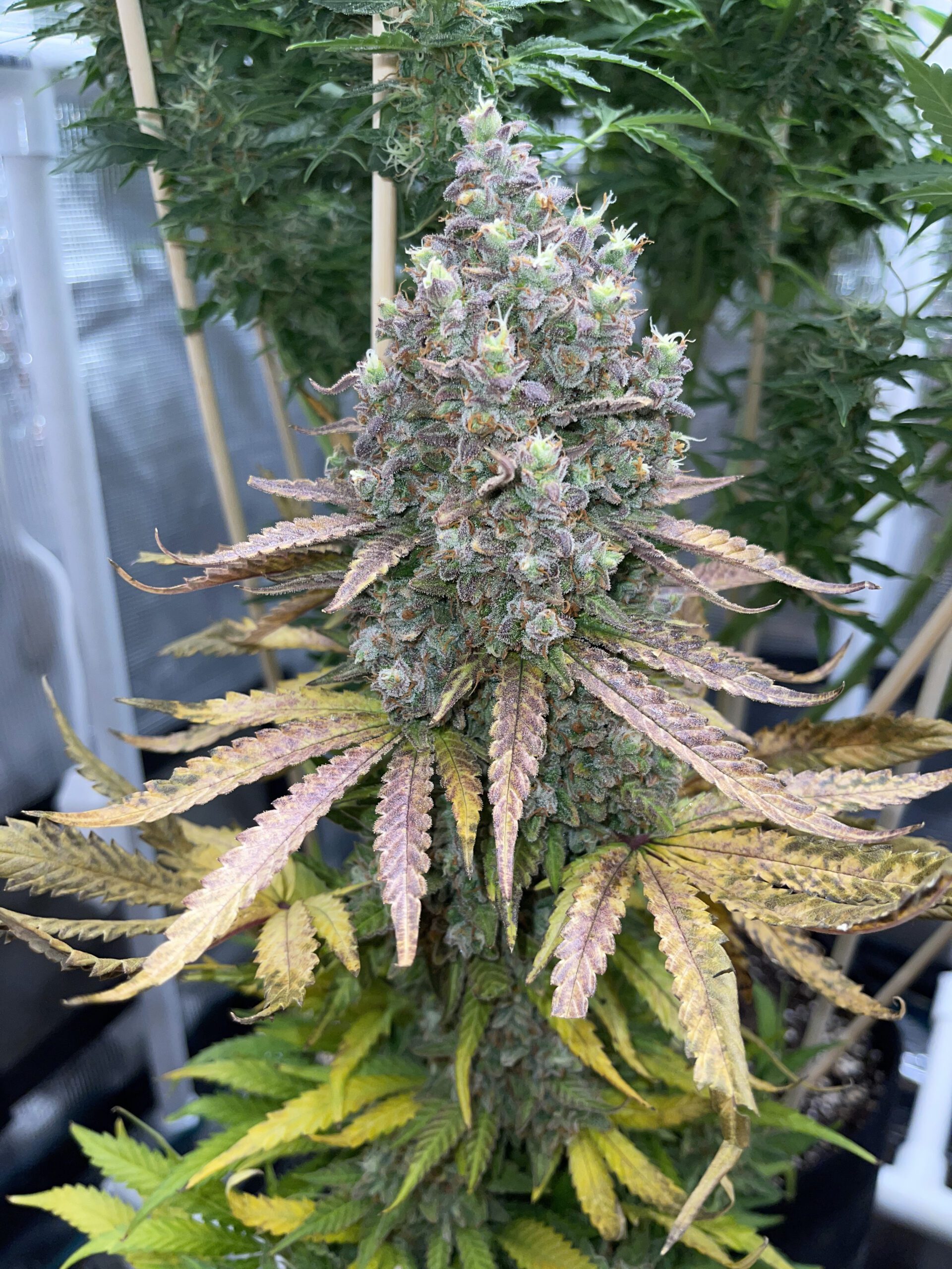 Gelato Auto 3 Feminized Autoflower Seeds - Image 8