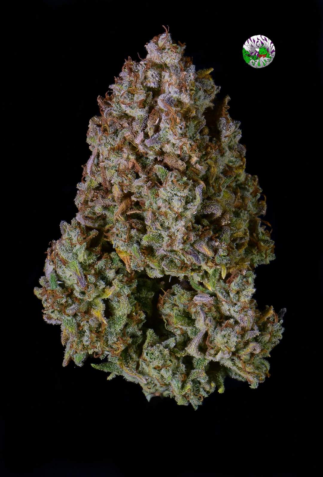 Gelato Auto 3 Feminized Autoflower Seeds - Image 13