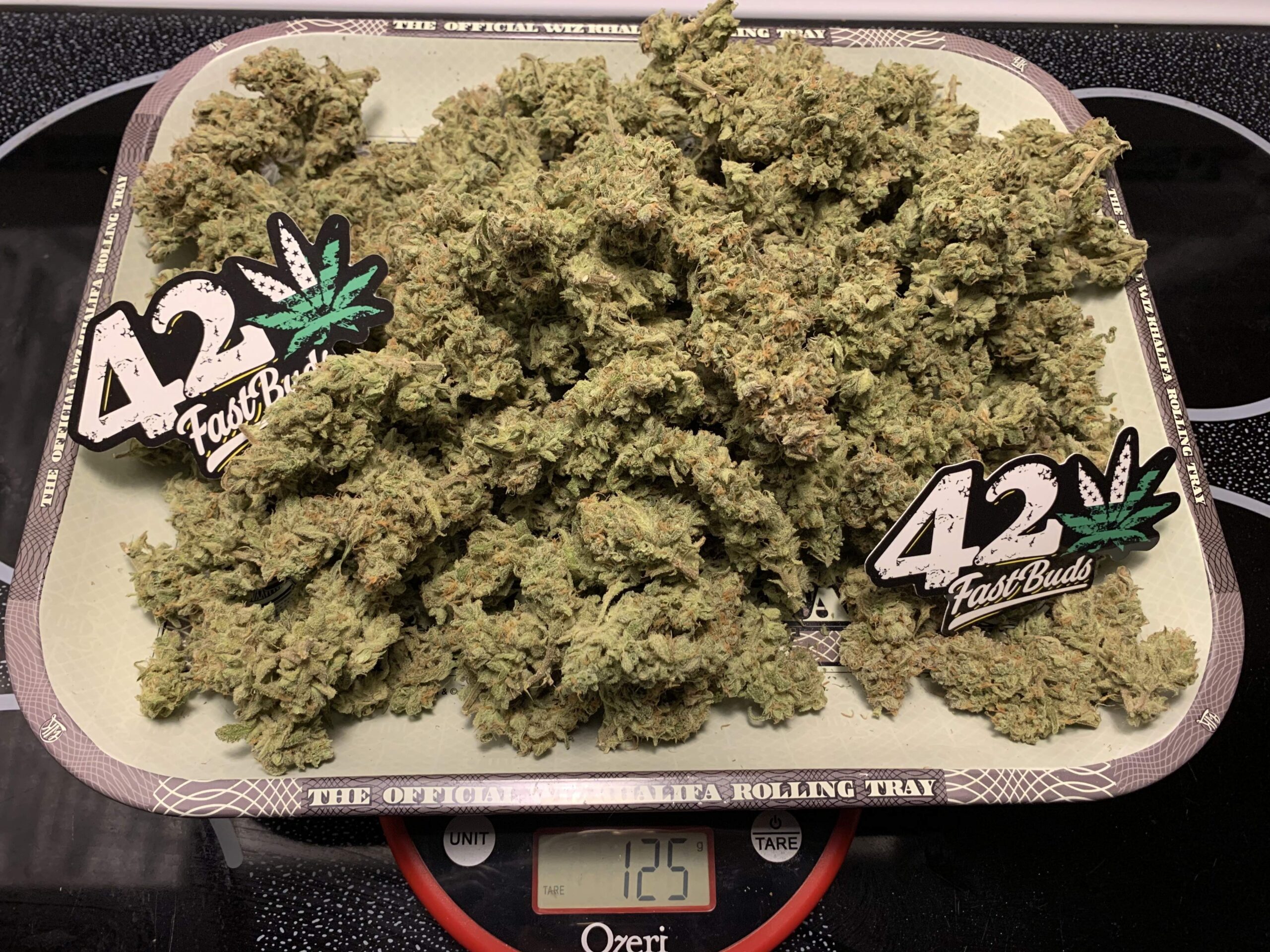 Gelato Auto 3 Feminized Autoflower Seeds - Image 12