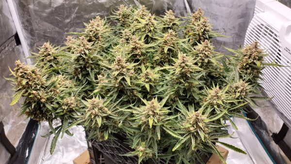 Gelato Auto 3 Feminized Autoflower Seeds - Image 3