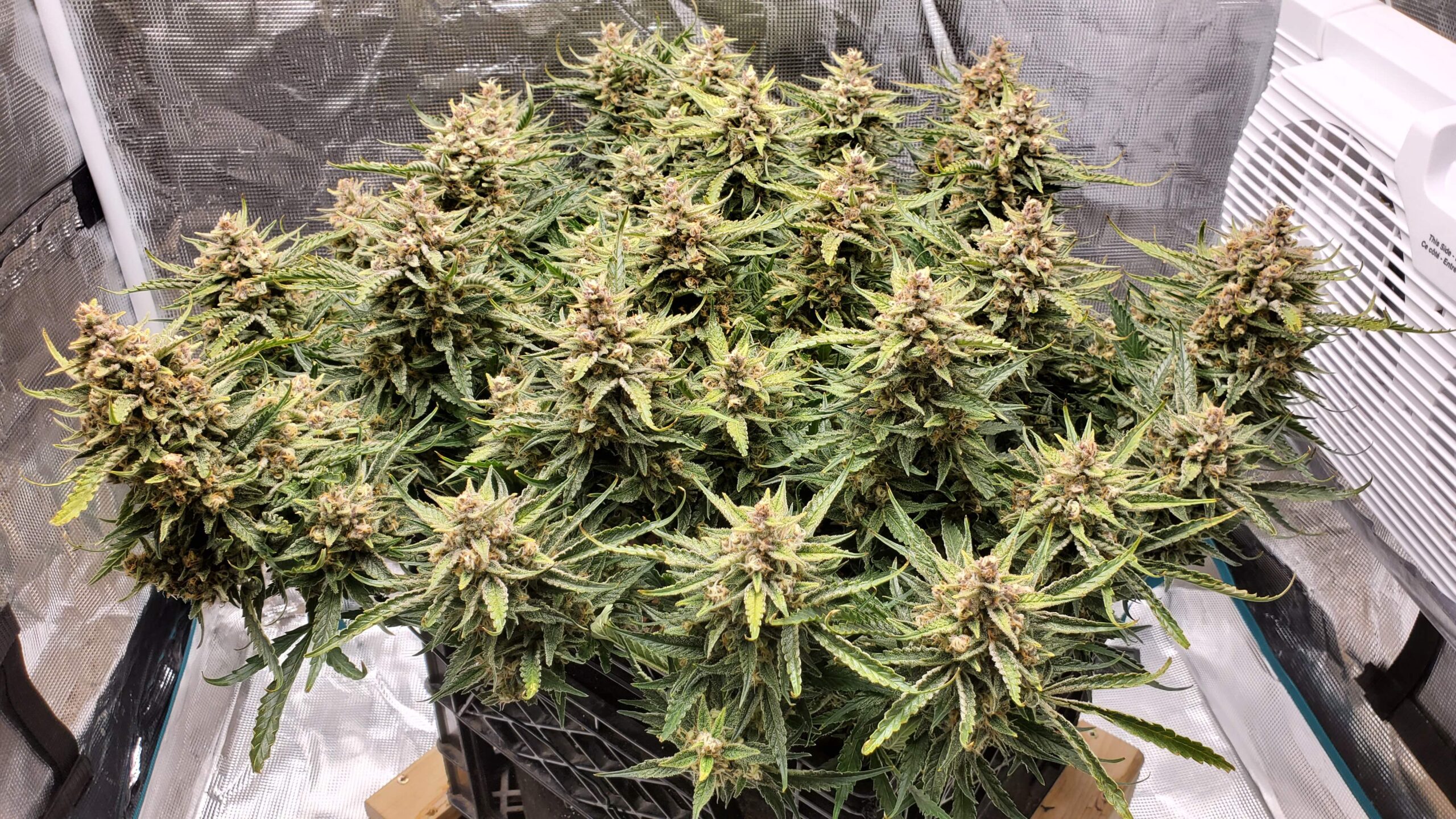 Gelato Auto 3 Feminized Autoflower Seeds - Image 3