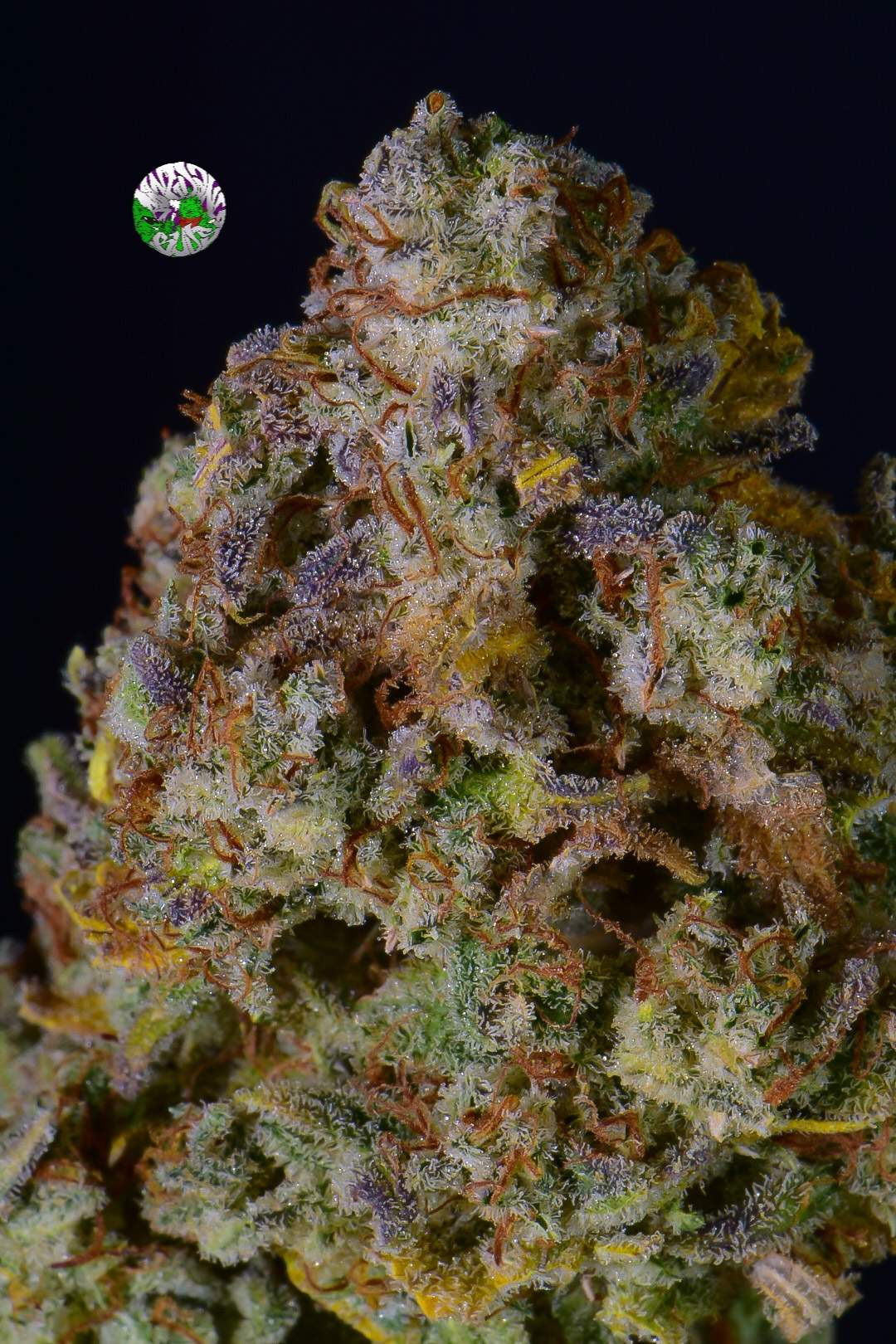 Gelato Auto 3 Feminized Autoflower Seeds - Image 4