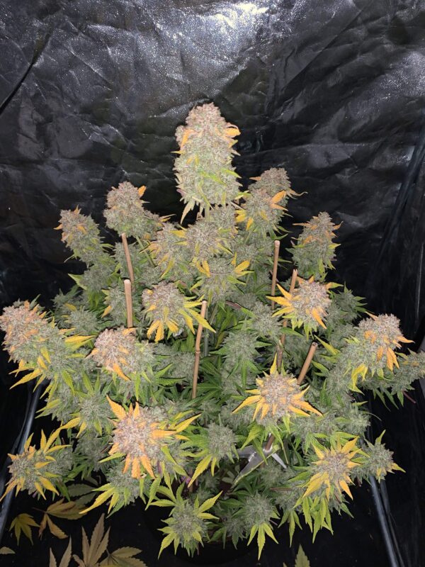 Gelato Auto 3 Feminized Autoflower Seeds - Image 5