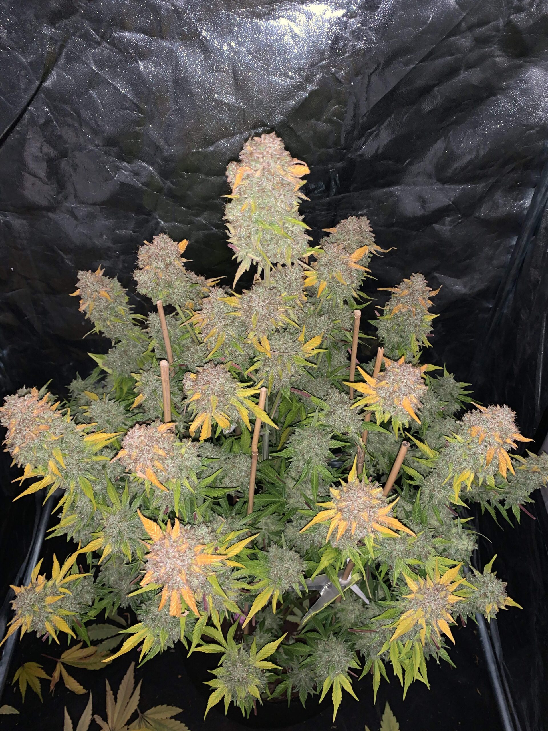 Gelato Auto 3 Feminized Autoflower Seeds - Image 5